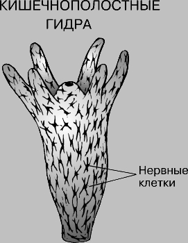 Кракен сайт вход